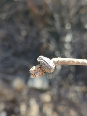 Trogidae