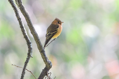 Mitrephanes phaeocercus