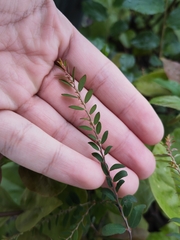 Phyllanthus tenellus