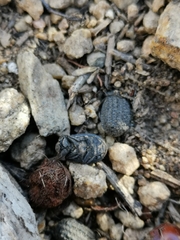 Trogidae