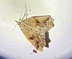 Trigonistis anticlina
