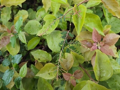 Phyllanthus tenellus