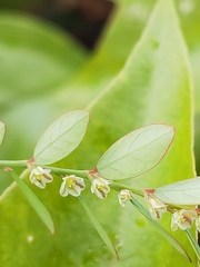 Phyllanthus tenellus