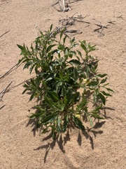 Physalis pumila hispida