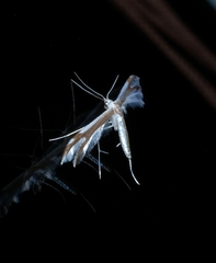 Pterophorus furcatalis