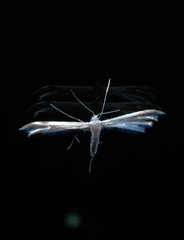 Pterophorus furcatalis