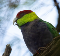 Purpureicephalus spurius