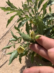 Physalis pumila hispida