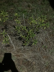 Geobalanus oblongifolius