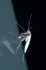 Pterophorus furcatalis