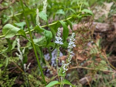 Veronica derwentiana