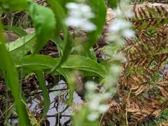 Veronica derwentiana