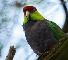 Purpureicephalus spurius