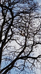 Accipiter