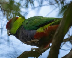 Purpureicephalus spurius