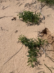 Physalis pumila hispida