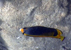 Chaetodon flavirostris