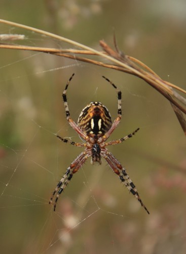 Western Spotted Orbweaver, photo 2 of 10