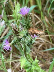 Carduus pycnocephalus