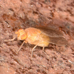 Poecilominettia puncticeps