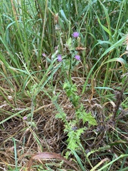 Carduus pycnocephalus