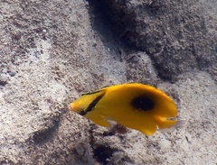 Chaetodon speculum