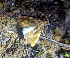 Glaucocharis selenaea