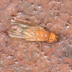Poecilominettia puncticeps
