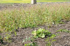 Cucurbita maxima maxima