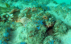 Scorpaena jacksoniensis