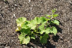 Cucurbita maxima maxima