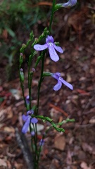 Lobelia dentata