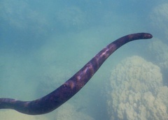 Emydocephalus annulatus