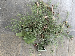 Zygophyllum indicum