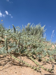 Dalea lanata
