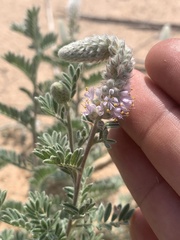 Dalea villosa
