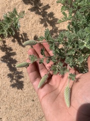 Dalea villosa