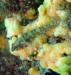 Enneapterygius atrogulare