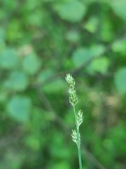Carex brunnescens