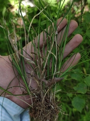 Carex brunnescens