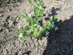 Dyschoriste burchellii