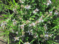 Ocimum obovatum