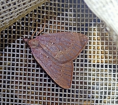 Xanthorhoe occulta