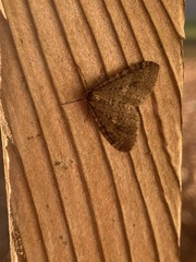 Operophtera
