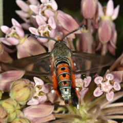 Eichlinia cucurbitae