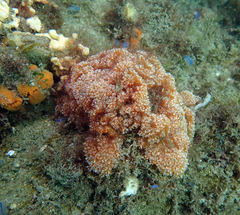 Aplidium benhami