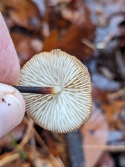 Heimiomyces