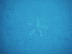 Astropecten