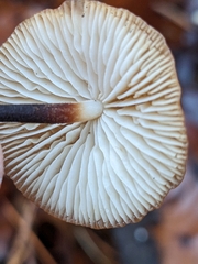 Heimiomyces