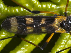 Gynoplistia